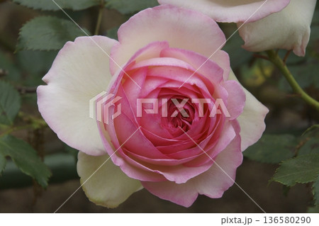 バラ 136580290