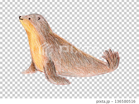 Color pencils drawing brown and orange cute arctic water seal animal. Textured crayons hand drawn cheerful sea lion for birthday greeting card design, banner, sticker, holiday poster, t-shirt print 136580516