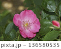 バラ 136580535