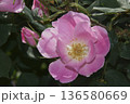 バラ 136580669