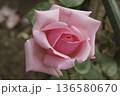 バラ 136580670