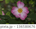 バラ 136580676