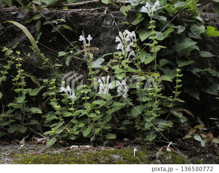 シロバナコバノタツナミ シロバナコバノタツナミ 136580772