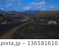 秋吉台　カルストへつづく 136581610