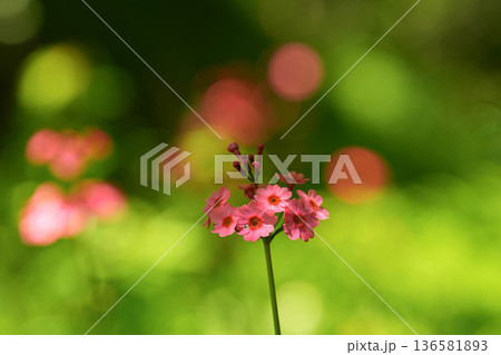 クリンソウ クリンソウ 136581893