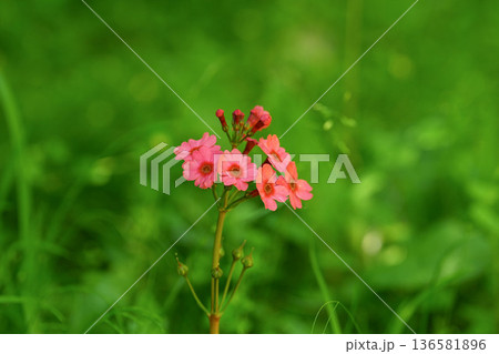 クリンソウ 136581896