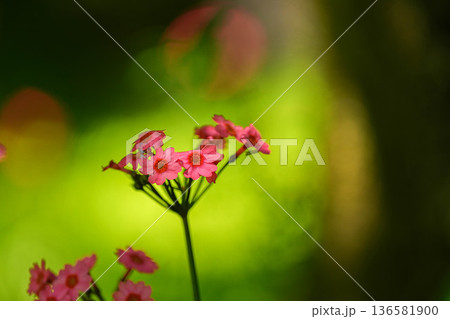 クリンソウ 136581900