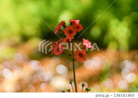 クリンソウ 136581905