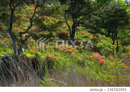 レンゲツツジ 136582081