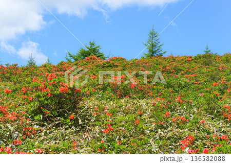 レンゲツツジ 136582088