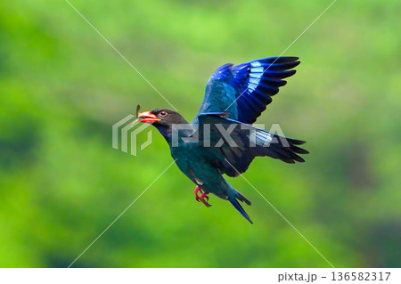 ブッポウソウ 136582317