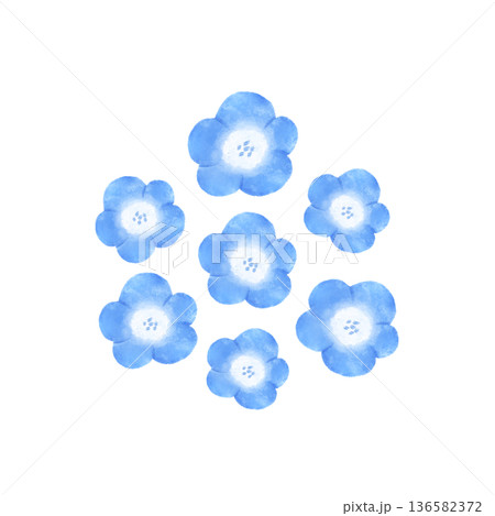 水彩風ネモフィラのイラスト 136582372