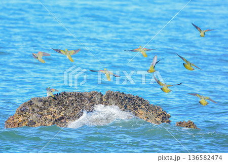 アオバト 136582474