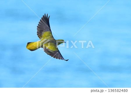 アオバト 136582480