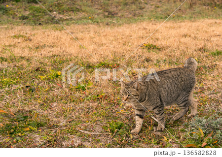 公園で遊ぶ猫 公園で遊ぶ猫 136582828