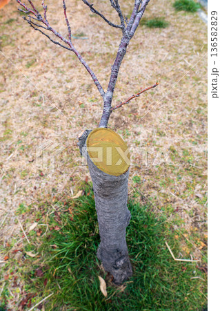 公園にある薬剤で処理された桜の切り株 公園にある薬剤で処理された桜の切り株 136582829