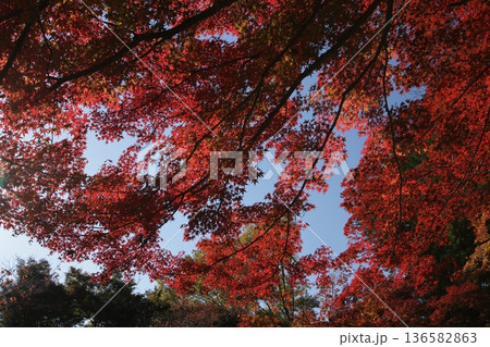 秋の空を背景にした紅葉 136582863