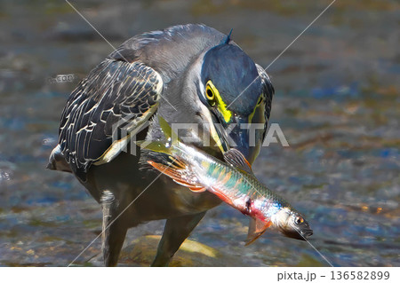 ササゴイ 136582899