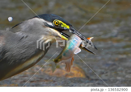 ササゴイ ササゴイ 136582900