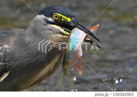 ササゴイ ササゴイ 136582903