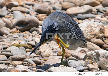 ササゴイ ササゴイ 136582968