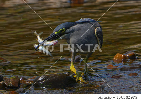 ササゴイ 136582979