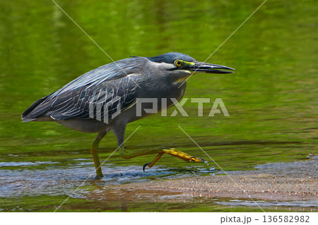 ササゴイ ササゴイ 136582982