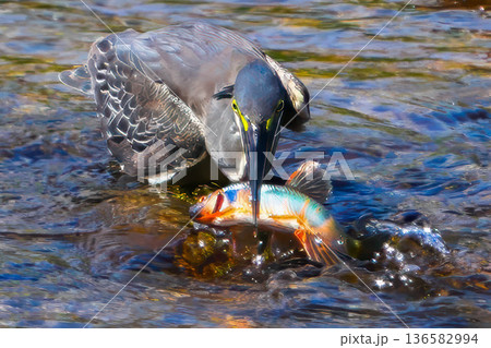 ササゴイ ササゴイ 136582994