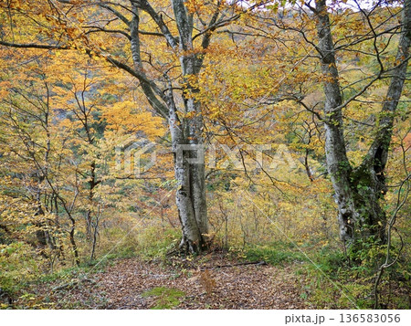 奥胎内の紅葉【新潟県胎内市】 奥胎内の紅葉【新潟県胎内市】 136583056