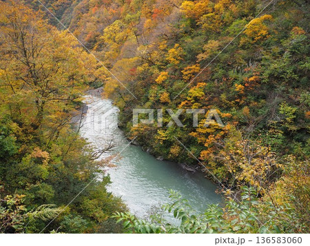 奥胎内の紅葉【新潟県胎内市】 奥胎内の紅葉【新潟県胎内市】 136583060
