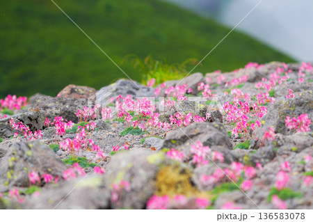 コマクサ,高山植物,花,植物,開花,満開,自然,花木 136583078