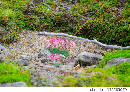 コマクサ,高山植物,花,植物,開花,満開,自然,花木 136583079