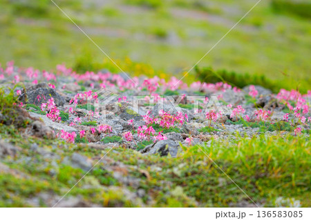 コマクサ,高山植物,花,植物,開花,満開,自然,花木 コマクサ,高山植物,花,植物,開花,満開,自然,花木 136583085