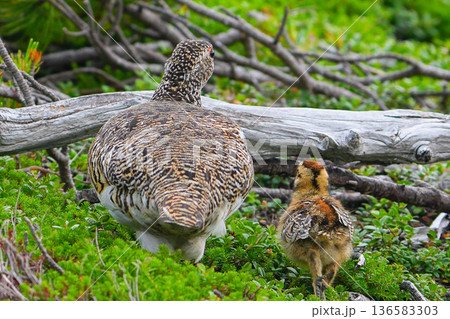 ライチョウ 136583303