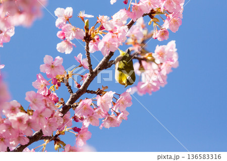 満開の桜の中で蜜を吸うメジロ 河津桜 満開の桜の中で蜜を吸うメジロ 河津桜 136583316
