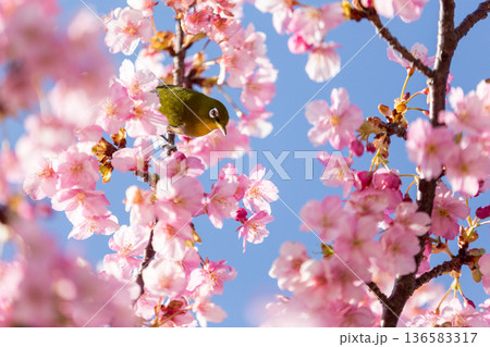 満開の桜の中で蜜を吸うメジロ 河津桜 満開の桜の中で蜜を吸うメジロ 河津桜 136583317