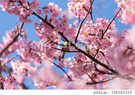 満開の桜の中で蜜を吸うメジロ 河津桜 満開の桜の中で蜜を吸うメジロ 河津桜 136583319