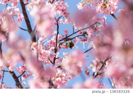 満開の桜の中で蜜を吸うメジロ 河津桜 満開の桜の中で蜜を吸うメジロ 河津桜 136583326