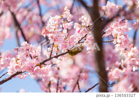 満開の桜の中で蜜を吸うメジロ 河津桜 満開の桜の中で蜜を吸うメジロ 河津桜 136583327