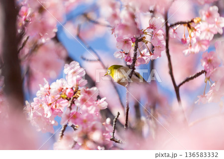 満開の桜の中で蜜を吸うメジロ 河津桜 満開の桜の中で蜜を吸うメジロ 河津桜 136583332