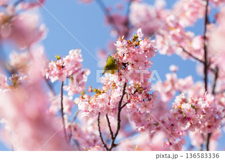 満開の桜の中で蜜を吸うメジロ 河津桜 満開の桜の中で蜜を吸うメジロ 河津桜 136583336