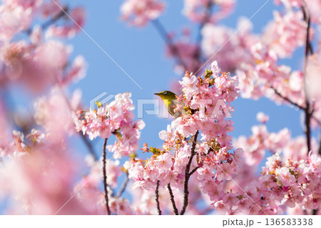 満開の桜の中で蜜を吸うメジロ 河津桜 満開の桜の中で蜜を吸うメジロ 河津桜 136583338
