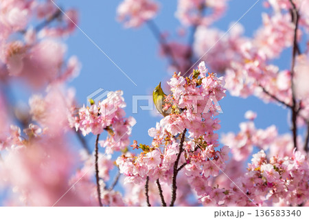 満開の桜の中で蜜を吸うメジロ 河津桜 満開の桜の中で蜜を吸うメジロ 河津桜 136583340