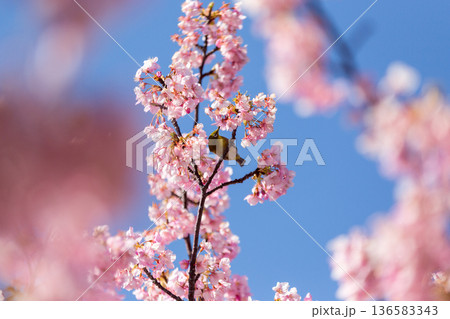 満開の桜の中で蜜を吸うメジロ 河津桜 満開の桜の中で蜜を吸うメジロ 河津桜 136583343