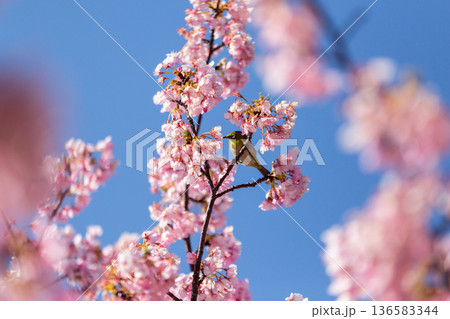 満開の桜の中で蜜を吸うメジロ 河津桜 満開の桜の中で蜜を吸うメジロ 河津桜 136583344