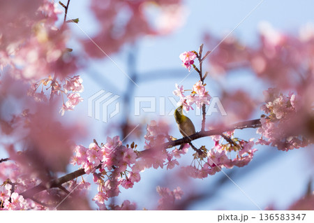 満開の桜の中で蜜を吸うメジロ 河津桜 満開の桜の中で蜜を吸うメジロ 河津桜 136583347