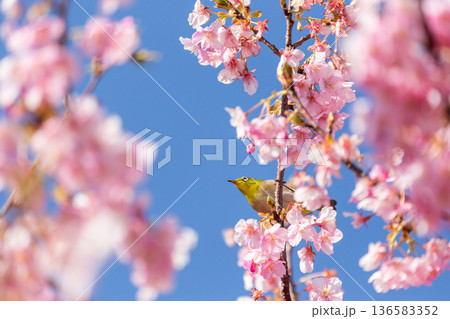 満開の桜の中で蜜を吸うメジロ　河津桜 136583352