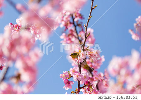 満開の桜の中で蜜を吸うメジロ 河津桜 満開の桜の中で蜜を吸うメジロ 河津桜 136583353