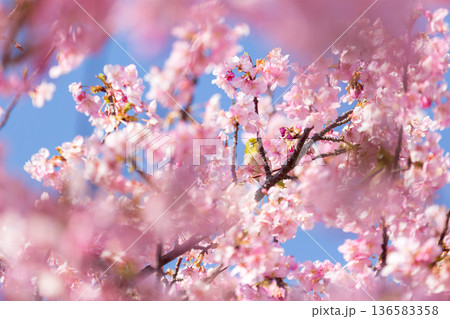 満開の桜の中で蜜を吸うメジロ 河津桜 満開の桜の中で蜜を吸うメジロ 河津桜 136583358