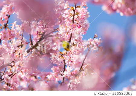 満開の桜の中で蜜を吸うメジロ 河津桜 満開の桜の中で蜜を吸うメジロ 河津桜 136583365
